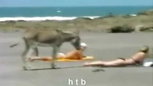 BRAZZERS ہم جنس پرست پا Affare جی کے معاملہ میں شدت آنے پر بورڈ F